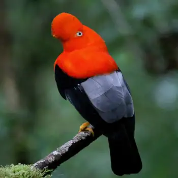 Andean Cock of the Rock - Gallito de las Rocas