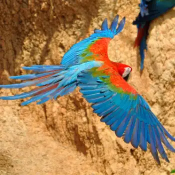 Ara Chloropterus - Guacamayo Rojo o Aliverde