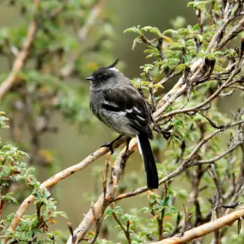 Ash Breasted Tit Tyrant