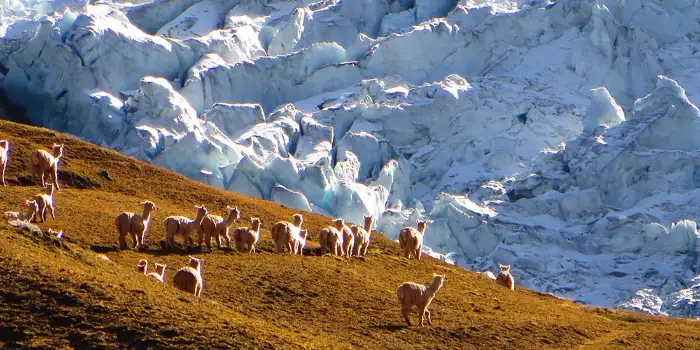 Lhamas bonitas em frente ao pico coberto de neve