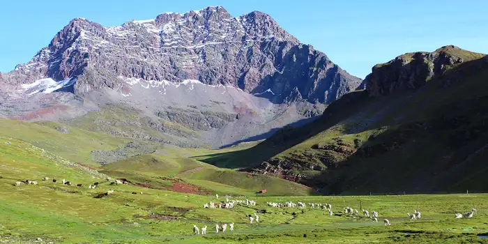 Hatunpampa lleno de llamas y al fondo el nevado ausangate