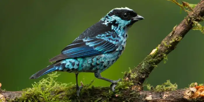 Baryl Spangled Tanager - La Tangara de Lentejuelas