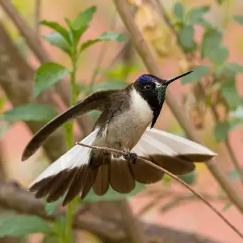 Bearded Mountaineer - Colibrí Noble