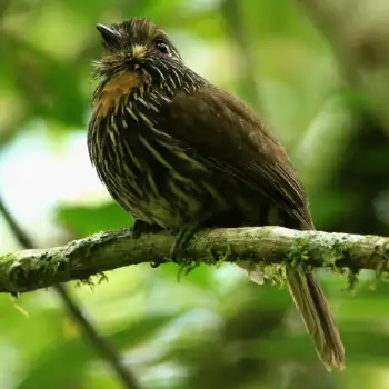 Puffbird de listras pretas