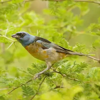 Blue and Yellow Tanager