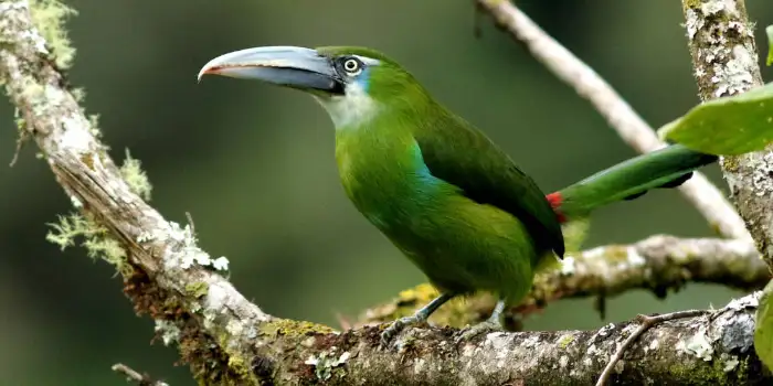 Tucano de faixa azul