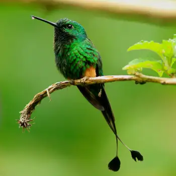 Booted Racket Tail - Colibrí Cola de Raqueta