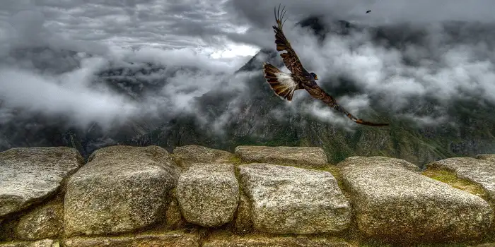 Muro inca con un Ave en Vuelo