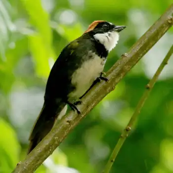 Capped Brush Finch - Saltón Gargantillo