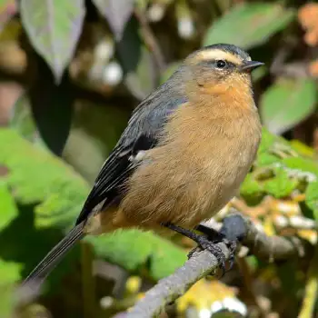 Cinereous Conebill