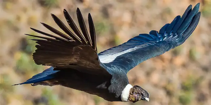 Espectacular Condor en pleno Vuelo