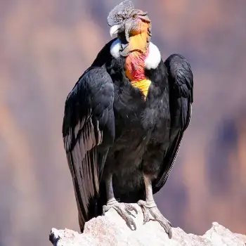 Foto espetacular de Condor em repouso