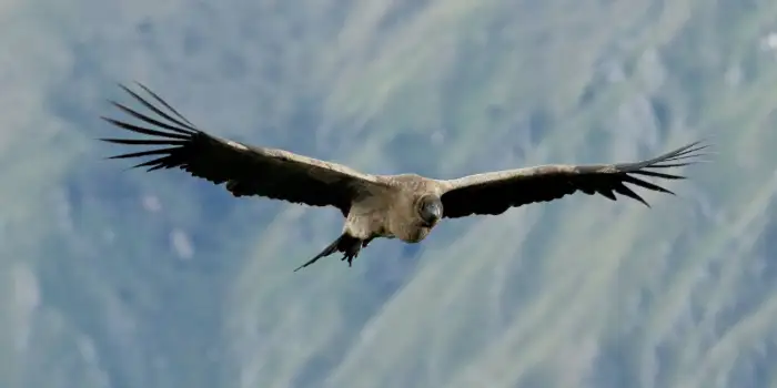 Polluelo de Condor en Pleno Vuelo