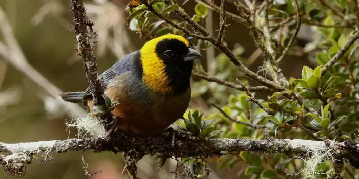 Golden Collared Tanager