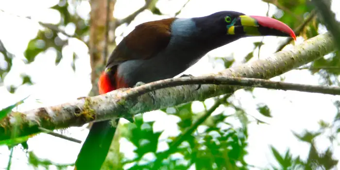 Tucano da montanha de peito cinzento