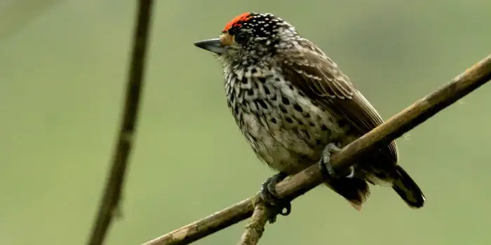 Ocellated Piculet Male - Carpinterito Ocelado