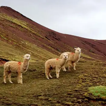 Llamas cerca a Palccoyo