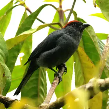 Slaty Tanager - La Tangara Pizarrosa