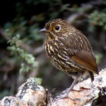 Stripe Headed Antpitta