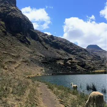 Ovejas en la Laguna Azul