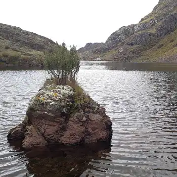 Monticulo de Tierra con plantas en el Lago