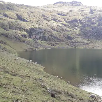 Ovelhas à beira da lagoa