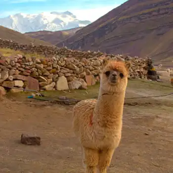 Lhama a caminho de Vinicunca