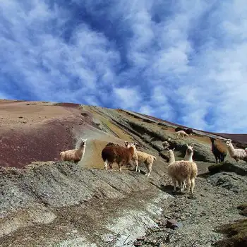 Llamas en el camino a la Montaña de Colores