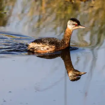 White Tufted Grebe