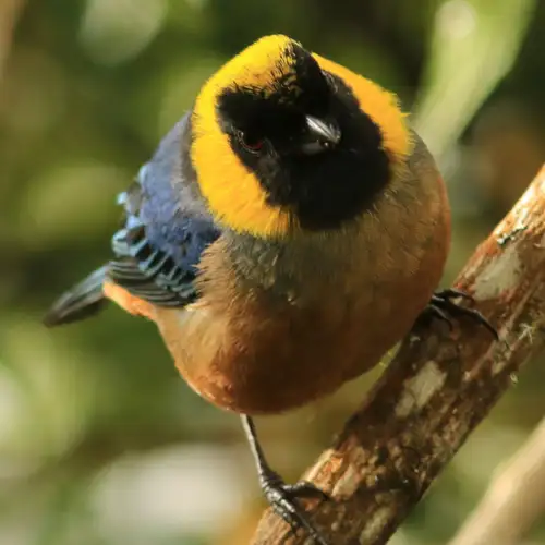 Tangara de collar dorado o frutero de collar dorado (Iridosornis jelskii)