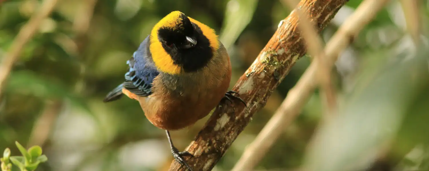 Tangara de collar dorado o frutero de collar dorado (Iridosornis jelskii)