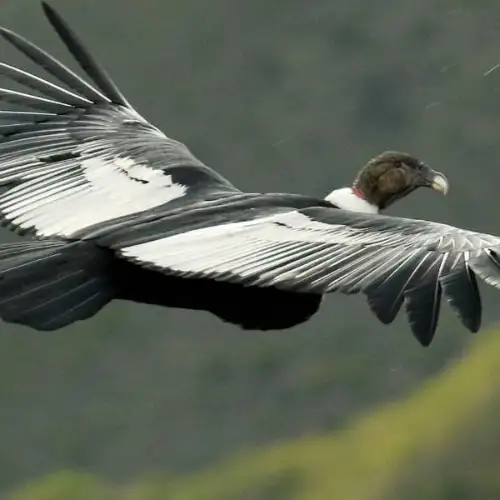 Hermoso Condor en Pleno Vuelo