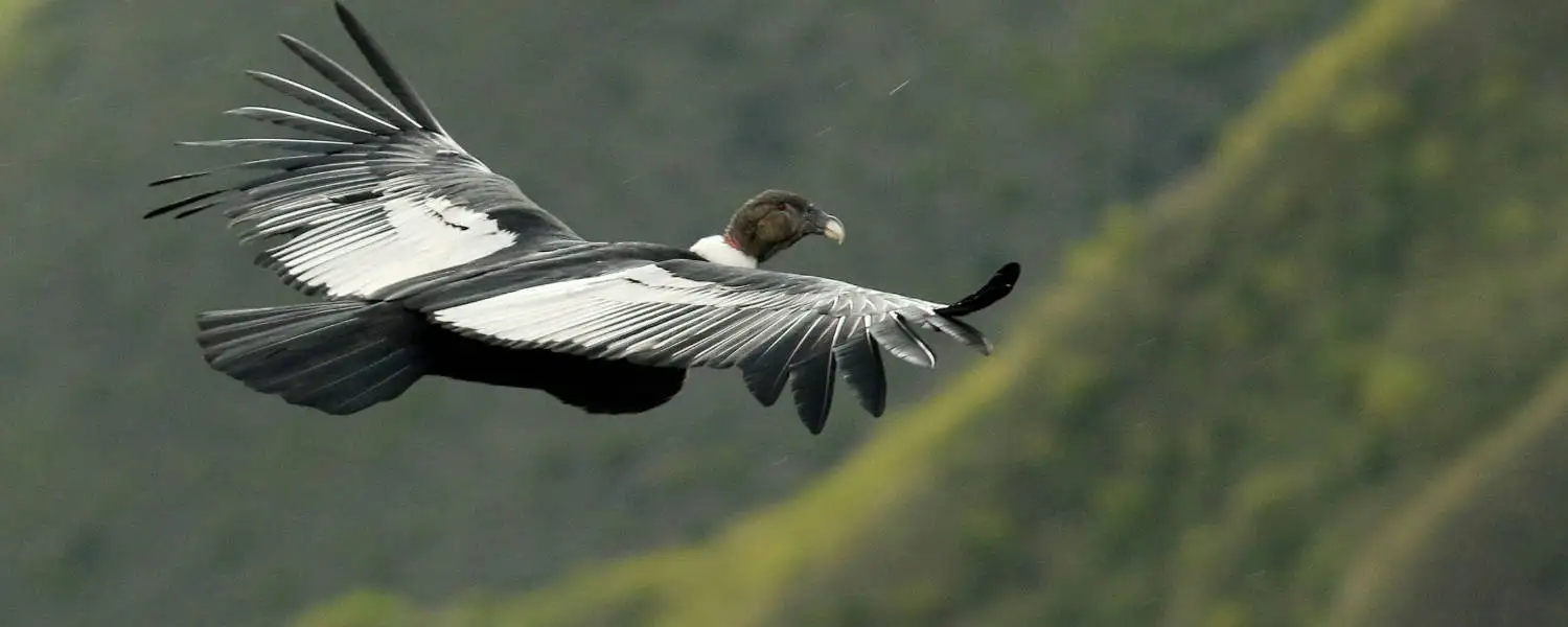 Belo condor em pleno voo